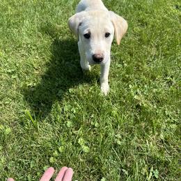 Labrador Retriever Puppies from Valley Creek Dog Boarding and Training