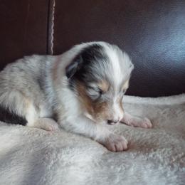 Harley - Blue merle and white male Collie puppy in New Mexico from Red Canyon