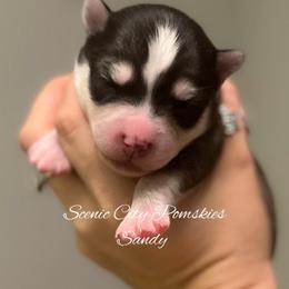Sandy - Silver and white female Pomsky puppy in Rossville, Georgia from Scenic City Pomskies