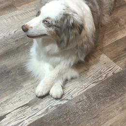 Australian Shepherd Puppies from Triple S Aussies