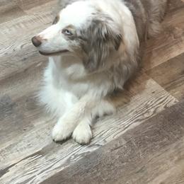 Australian Shepherd Puppies from Triple S Aussies