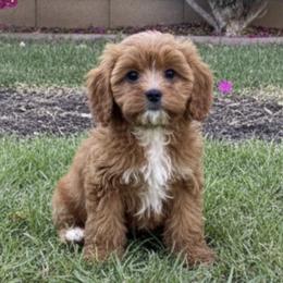Orange collar Girl - Red female Cavapoo puppy in Gilbert, Arizona from Azteddybeardoodles