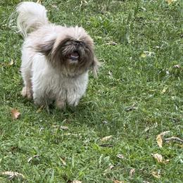 Chloe - Shih Tzu