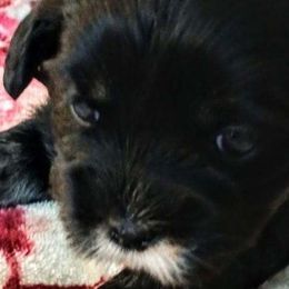 Dixie - Lhasa Apso puppy from Cynthia's Lhasa Apsos
