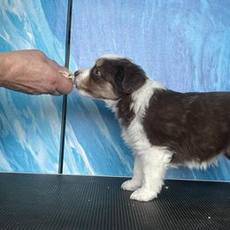 Miniature American Shepherd Puppies from Tempus Fugit