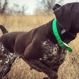 German Shorthaired Pointers from Krecklau German Shorthairs