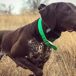 German Shorthaired Pointers from Krecklau German Shorthairs