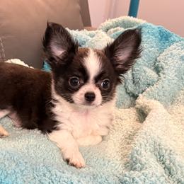 2200 Champion Grandsired Rex - Black and tan male Chihuahua puppy in Strawberry, Arkansas from Strawberry River Chihuahuas
