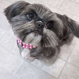 Bonnie - Shih Tzu