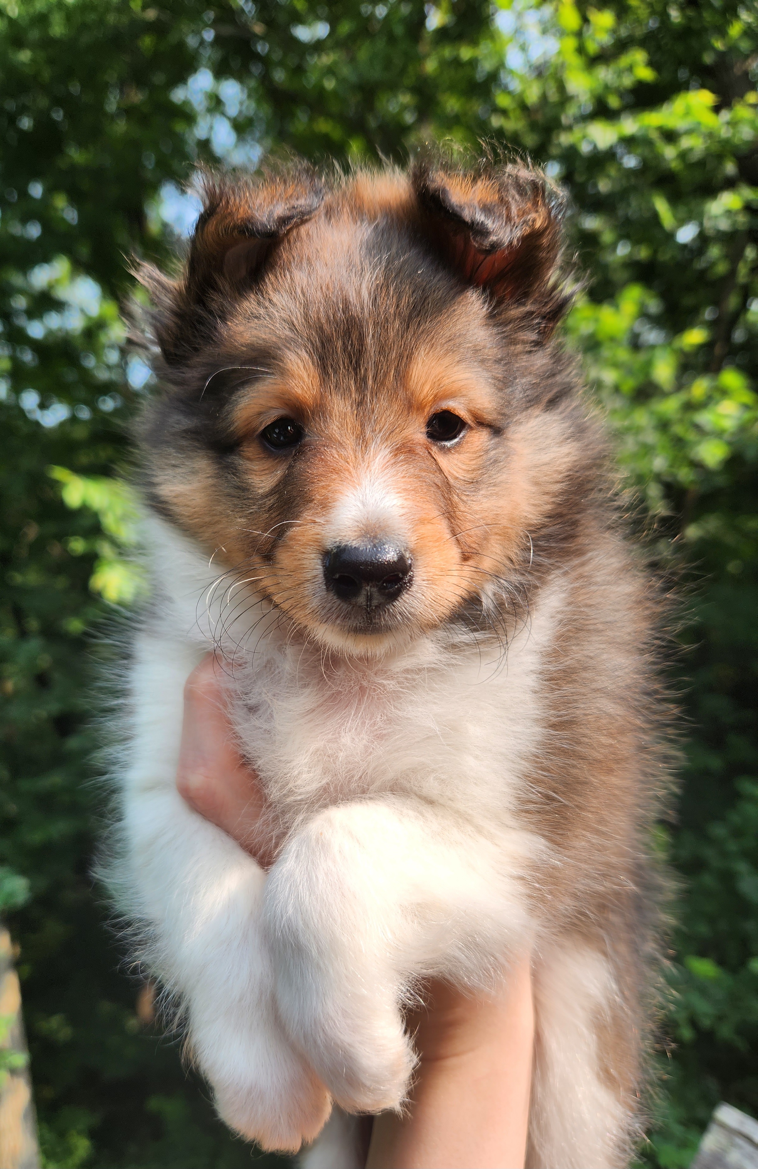 Shetland Sheepdog Puppies from Hope's Heart Shelties