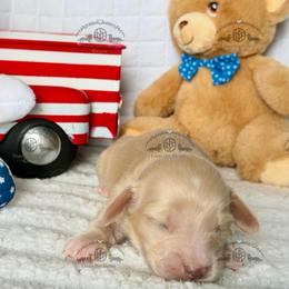 Mr. Green-2800 - Cream male Dachshund puppy in Ocala/Gainesville, Florida from From the Heart Doxies