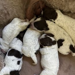 Girl 2 - female Lagotto Romagnolo puppy in Santa Fe, New Mexico from Raven Meadow Ranch