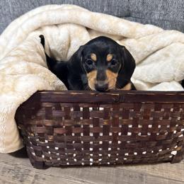 Arthur - Black and cream male Dachshund puppy in Crossville, Tennessee from Golden Critter Farm