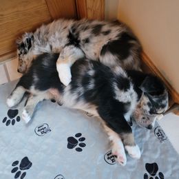 Australian Shepherd Puppies from Summit Australian Shepherds