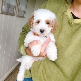 Sparrow - Parti male Poodle puppy in Quakertown, Pennsylvania from Miniature Poodle Stud and Pups