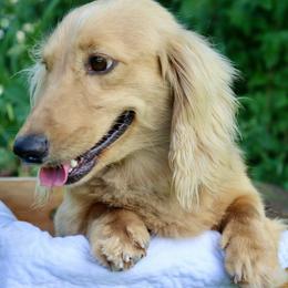 Carl - Cream male Dachshund puppy in Marshfield, Missouri from Hilltop Kennel LLC