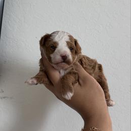 Derek - Apricot male Poodle puppy in Miami, Florida from Poodles 4 Life