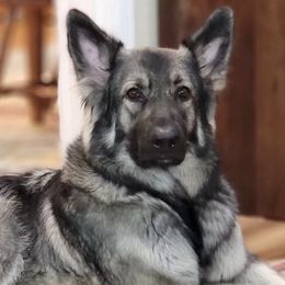 Shiloh Shepherds from Look Up Shilohs