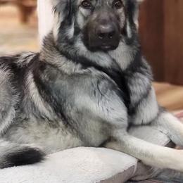 Shiloh Shepherds from Look Up Shilohs