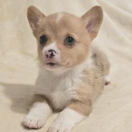 Smooch - Red male Pembroke Welsh Corgi puppy in Tomball, Texas from Larsen Loved Corgis