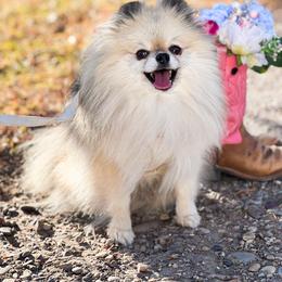 Deetz - Pomeranian