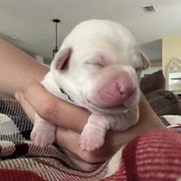 Green collar - Yellow male Labrador Retriever puppy in Callahan, Florida from Black Bell Labrador Retrievers