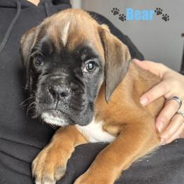 Bear - Fawn male Boxer puppy in Cicero, New York from MK Boxer Haven of CNY
