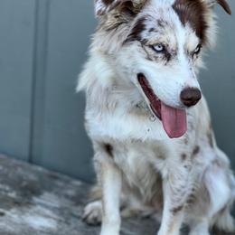 Miniature Australian Shepherd puppies from CKO Country Road Aussies
