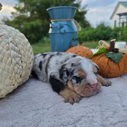 Grace - Blue tri-color female Bulldog puppy in Hopkins, Missouri from Mowry Creek Mini Aussiedoodles and More