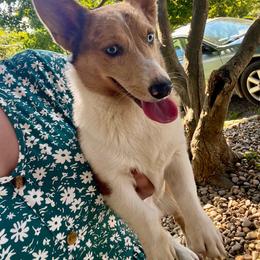 Corgi - Red merle and white female American Corgi puppy in Clinton, Tennessee from High Hopes Hounds