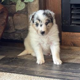 Aspen's Blue Merle Female - Blue merle white and tan female Shetland Sheepdog puppy in Shirley, Arkansas from Lucky Pups