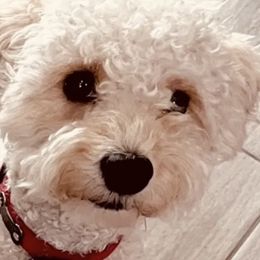Poodles from Puddle Poodles