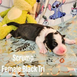 Australian Shepherd Puppies from Gordon and Sons Farms