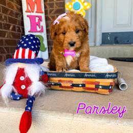 Parsley - Red  female Goldendoodle puppy in West Haven, Utah from Split Mountain Doodles