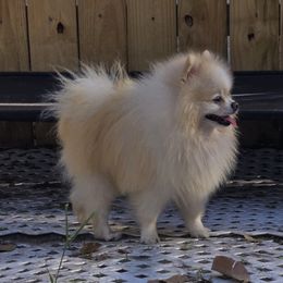Legolas - Pomeranian
