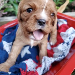 Cavalier King Charles Spaniel Puppies from Pups on the Ridge
