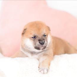 Hana -FULL AKC REGISTRATION- - Red female Shiba Inu puppy in Neosho, Missouri from Kenny Cave K9s