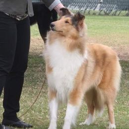 Collies from Kaslynkay's Collies