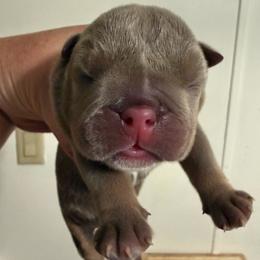 Boy 2 - Lilac Tri - Lilac tri-color male Bulldog puppy in Lakeland, Florida from Fur Love And Puppies
