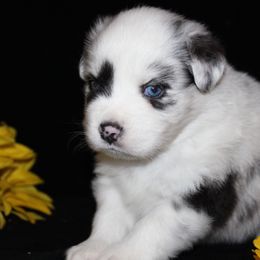 Australian Shepherds and Miniature Australian Shepherds from Rocky Mountain Aussies