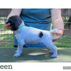Lime Green - Liver and white female German Wirehaired Pointer puppy in Umatilla, Florida from Double D Picards and GWPs