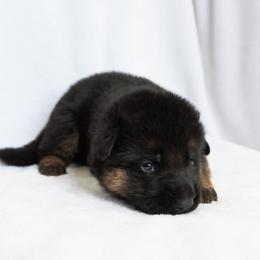 German Shepherd Puppies from Uinta Mountain Shepherds