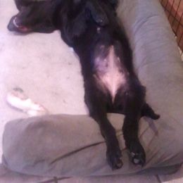 Flat-Coated Retriever Puppies from Beacon's Flat-Coated Retrievers