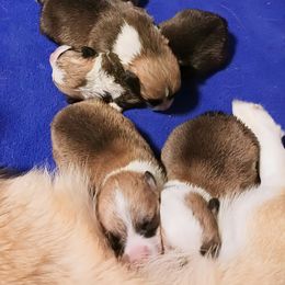 Pembroke Welsh Corgi Puppies from Hart's