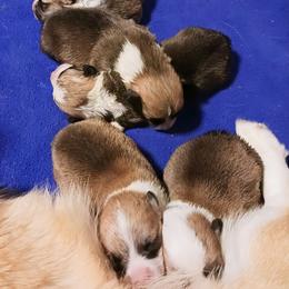 Pembroke Welsh Corgi Puppies from Hart's