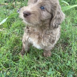 Cookie Crisp - Red merle male Aussiedoodle puppy in Edmond, Oklahoma from Oodles of Doodles and Poodles