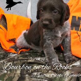 Bourbon on the Rocks - Brown and white male Kleine Munsterlander puppy in New Lenox, Illinois from Prairie State Kennel