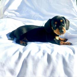 Black - Black and tan male Dachshund puppy in Silver Springs, Florida from DeMarsh's Dachshunds