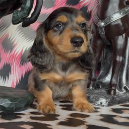 Jinx Price is 4500 - Dapple male Dachshund puppy in Floresville, Texas from Muddy River Dachshunds