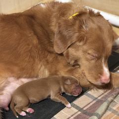 French Bulldog and Nova Scotia Duck Tolling Retriever Puppies from Folklore Den